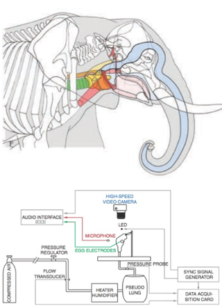 Illustration for article titled Do elephants purr?